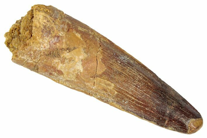 Fossil Spinosaurus Tooth - Real Dinosaur Tooth #346295